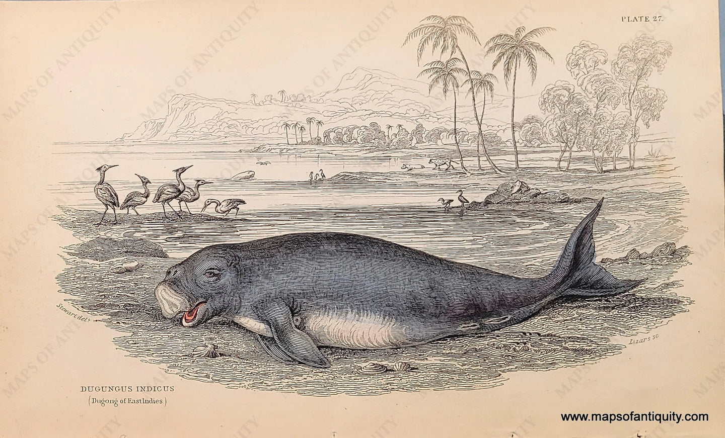 Genuine-Antique-Hand-colored-Print-Plate-27---Dugungus-Indicus-Dugong-of-East-Indies--c-1840-Jardine-Maps-Of-Antiquity