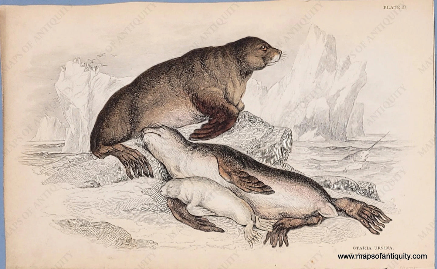 Genuine-Antique-Hand-colored-Print-Plate-21---Otaria-Ursina-The-Sea-Bear-of-Steller-c-1840-Jardine-Maps-Of-Antiquity