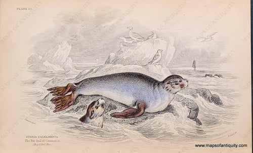 Genuine-Antique-Hand-colored-Print-Plate-25---Otaria-Falklandica--The-Fur-Seal-of-Commerce--c-1840-Jardine-Maps-Of-Antiquity
