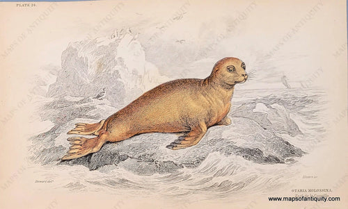 Genuine-Antique-Hand-colored-Print-Plate-24---Otaria-Molossina-Zool-de-la-Coquille-c-1840-Jardine-Maps-Of-Antiquity