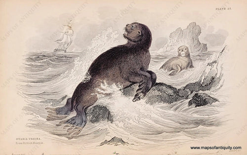 Genuine-Antique-Hand-colored-Print-Plate-23---Otaria-Ursina-From-British-Museum--c-1840-Jardine-Maps-Of-Antiquity