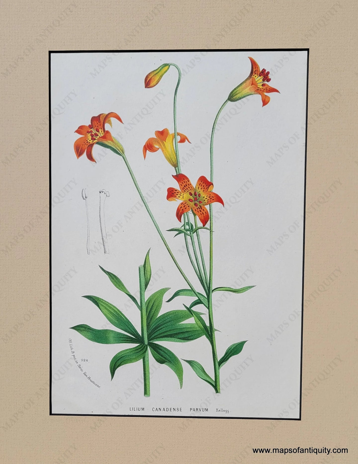 Genuine-Antique-Print-Canada-Lily-Lilium-canadense-1850-Van-Houtte-Maps-Of-Antiquity