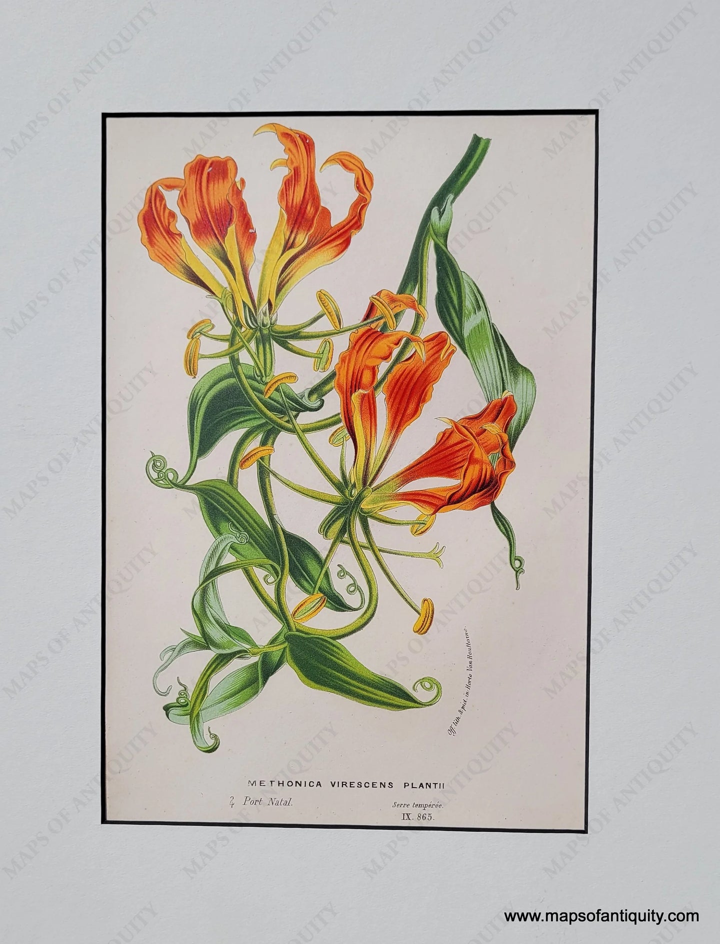 Genuine-Antique-Print-Flame-lily-Gloriosa-simplex-Methonica-Virescens-Plantii-1850-Van-Houtte-Maps-Of-Antiquity