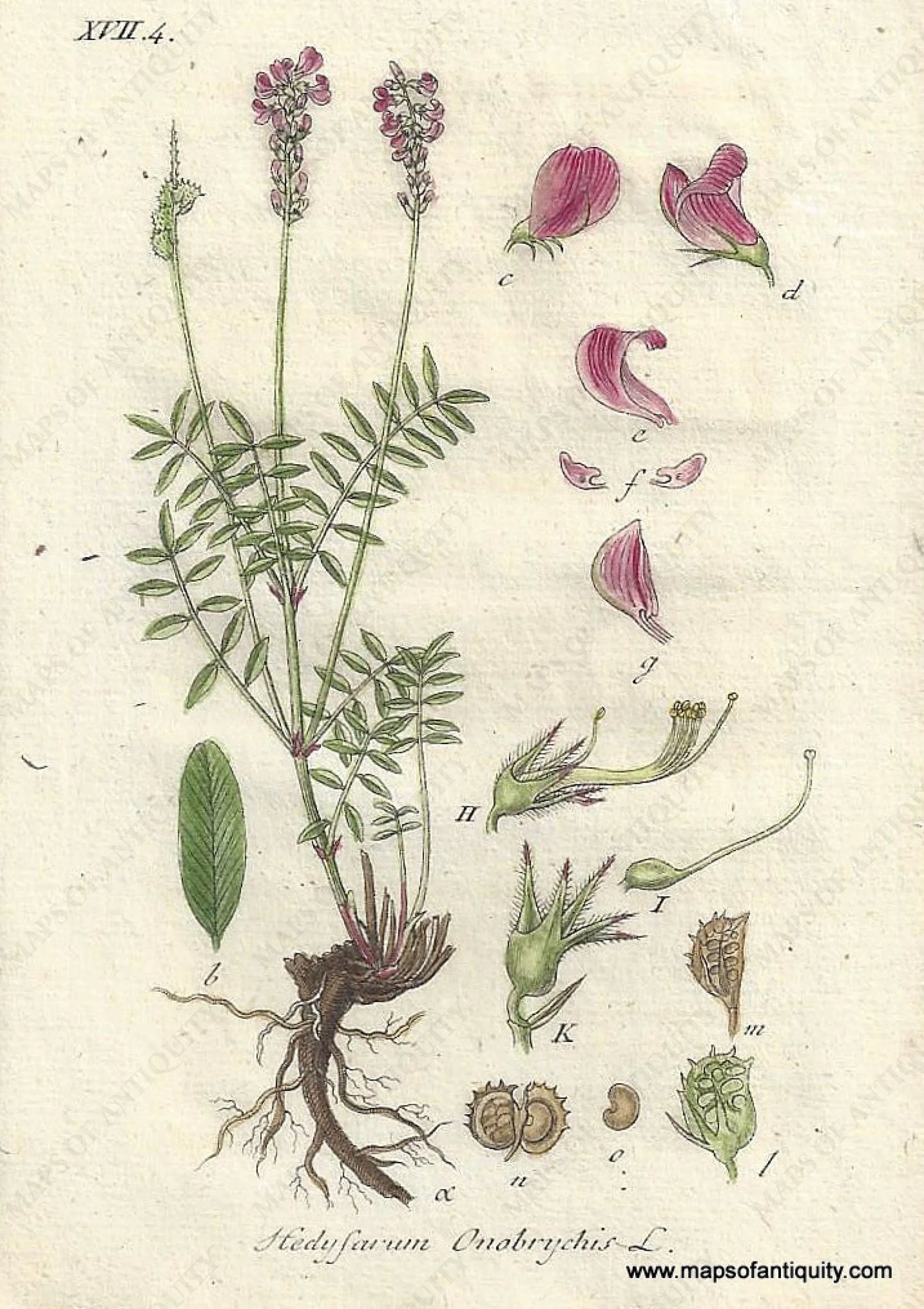 Genuine-Antique-Botanical-Print-Hedysarun-Onobrychis-Onobrychis-viciifolia-also-known-as-O-sativa-or-common-sainfoin--1806-Jacob-Sturm-Maps-Of-Antiquity