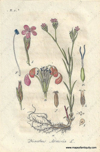 Genuine-Antique-Botanical-Print-Dianthus-armeria-Deptford-pink-or-grass-pink--1807-Jacob-Sturm-Maps-Of-Antiquity