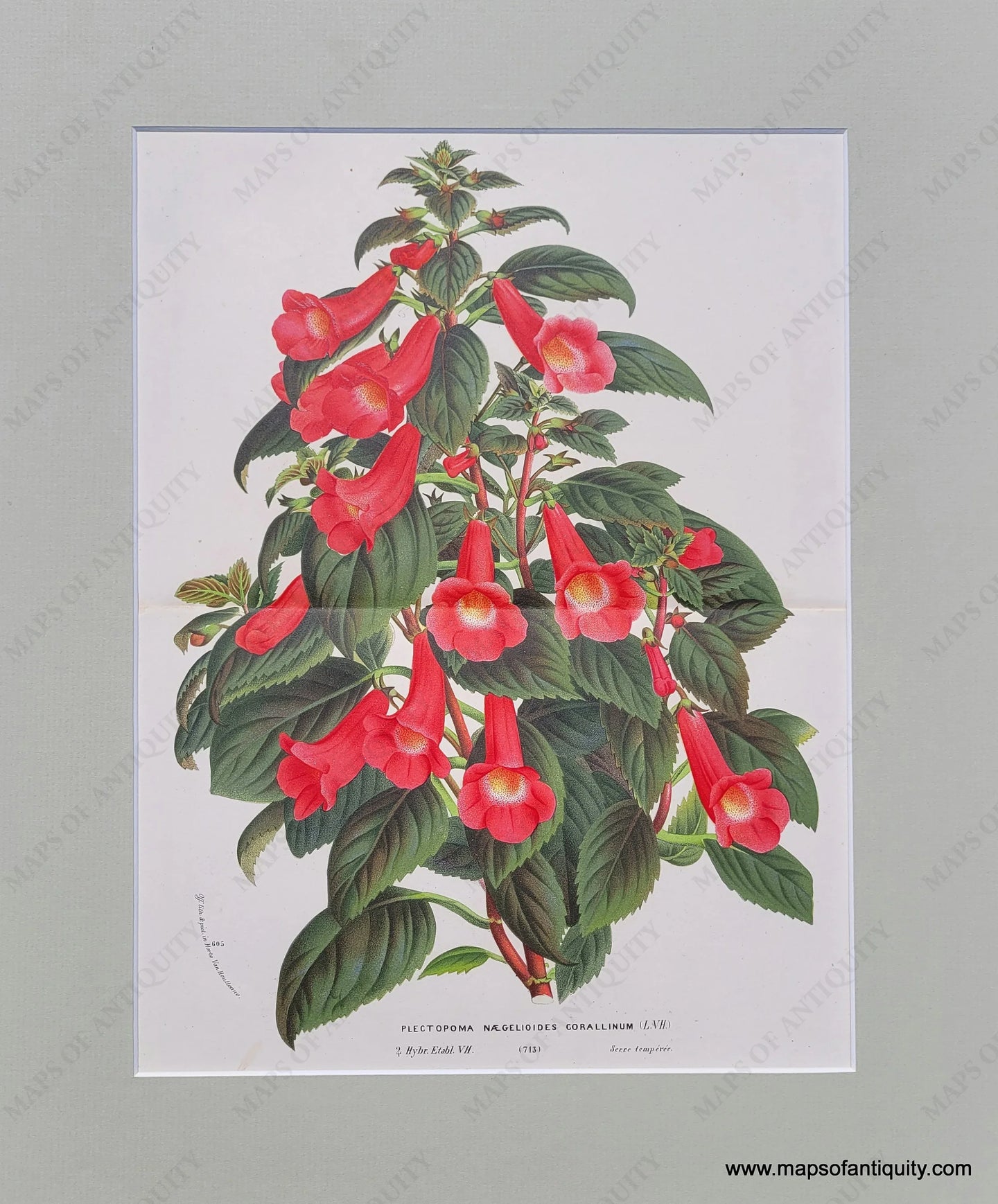 Genuine-Antique-Print-Tree-gloxinia-Plectopoma-Naegelioides-Corallinum-1870-Van-Houtte-Maps-Of-Antiquity