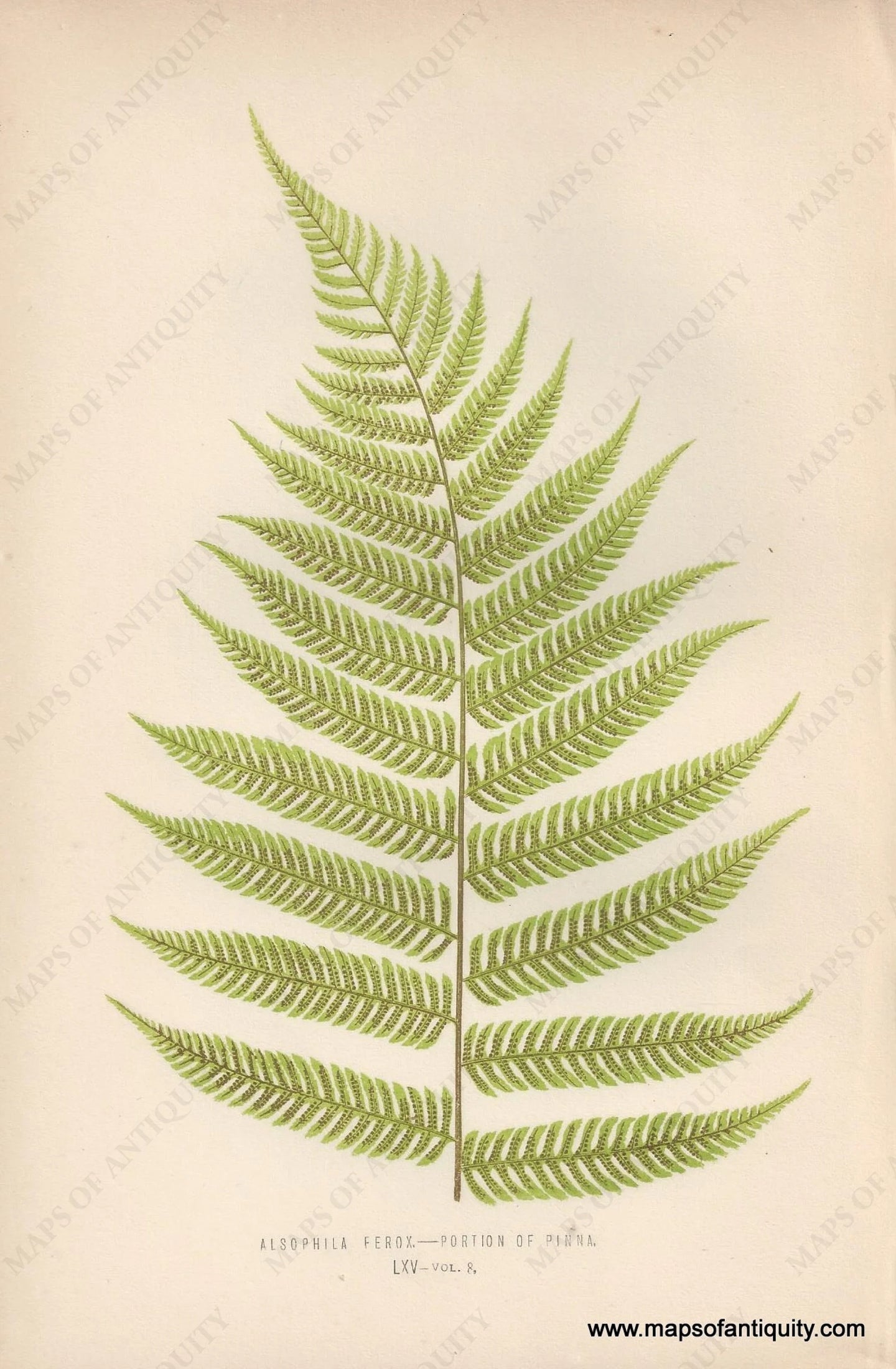 Genuine-Antique-Print-Alsophila-Ferox---Portion-of-Pinna---Fern-1870-Lowe-Maps-Of-Antiquity