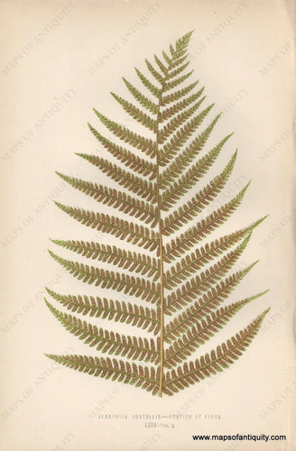 Genuine-Antique-Print-Alsophila-Australis---Portion-of-Pinna---Fern-1870-Lowe-Maps-Of-Antiquity