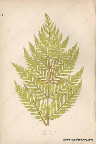 Genuine-Antique-Print-Todea-Africana----Fern-1870-Lowe-Maps-Of-Antiquity
