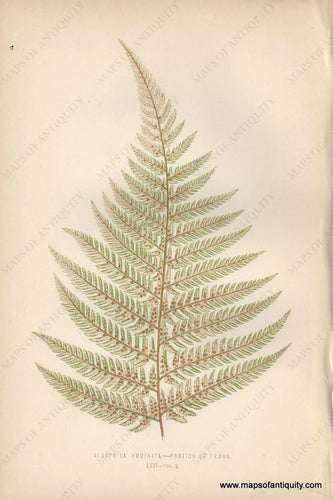 Genuine-Antique-Print-Alsophila-Pruniata---Portion-of-Frond---Fern-1870-Lowe-Maps-Of-Antiquity