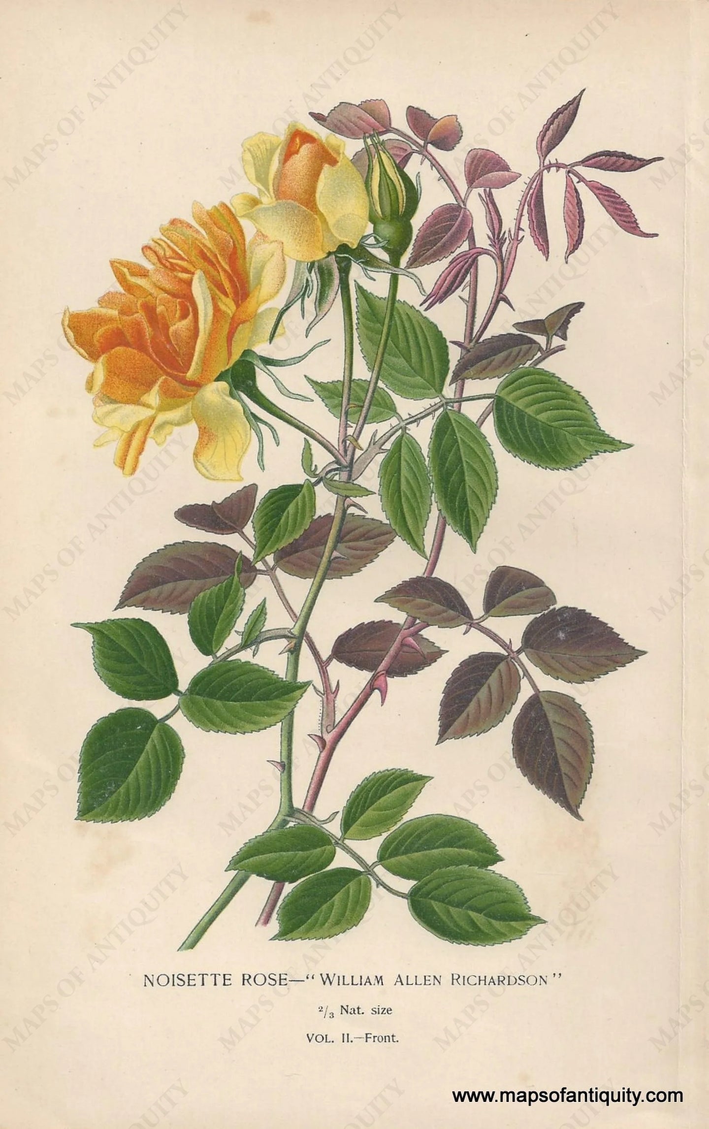 Genuine-Antique-Print-Noisette-Rose----William-Allen-Richardson--1896--Maps-Of-Antiquity