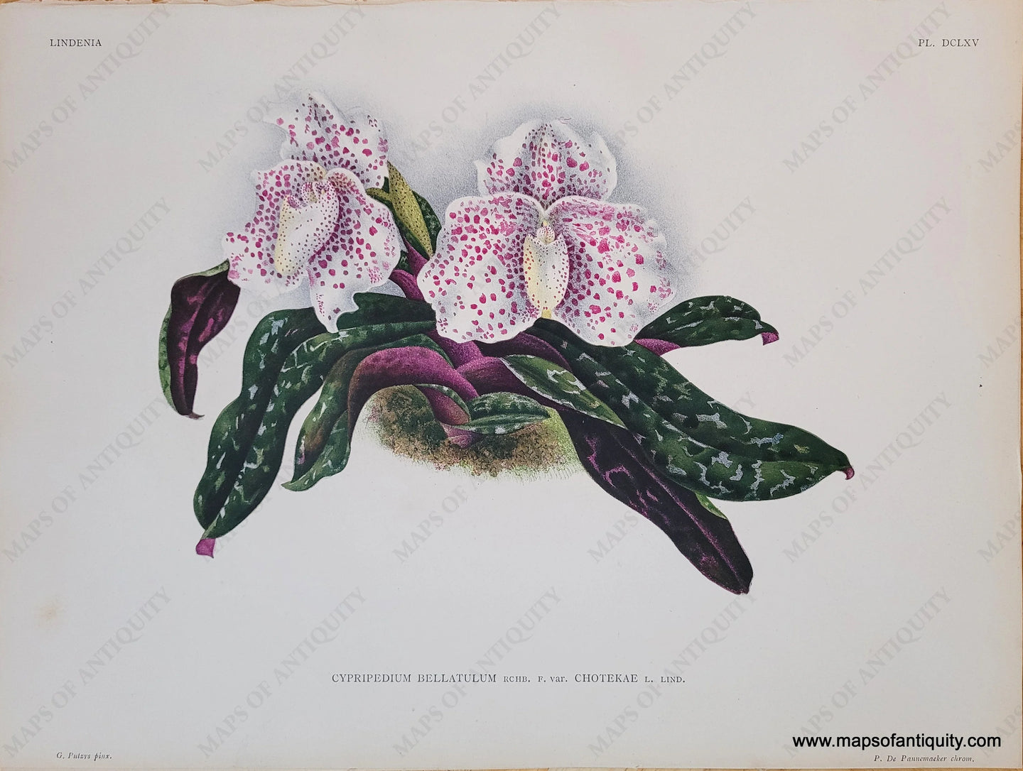 Genuine-Antique-Chromolithograph-Print-Cypripedium-Bellatulum-RCHB-F-var-Chotekae-L-Lind--c-1900-P-De-Pannemaeker-Maps-Of-Antiquity