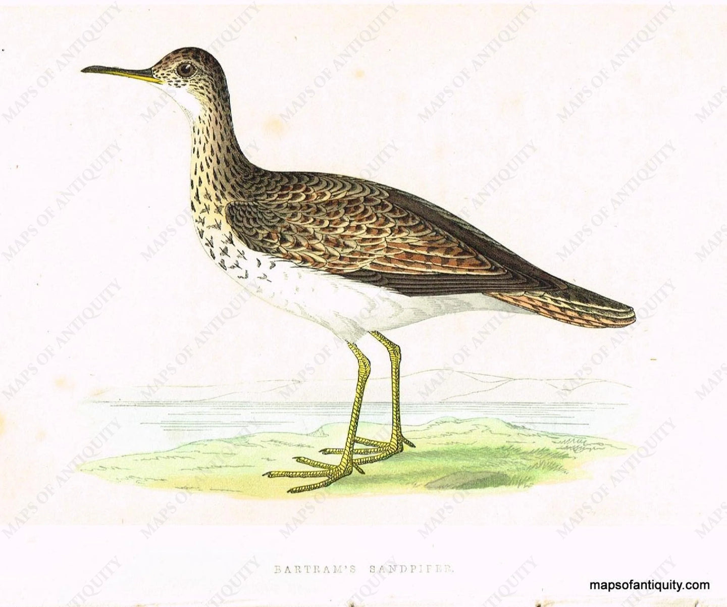 Antique-Hand-colored-engraved-Illustration-Bartram's-Sandpiper-Morris-bird-Natural-History-Birds-1851-Morris-Maps-Of-Antiquity