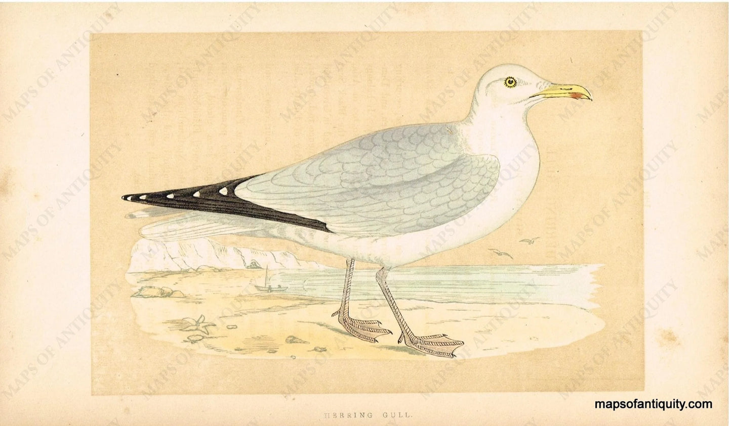 Antique-Hand-Colored-Engraved-Illustration-Herring-Gull-Morris-bird-Natural-History-Birds-1851-Morris-Maps-Of-Antiquity