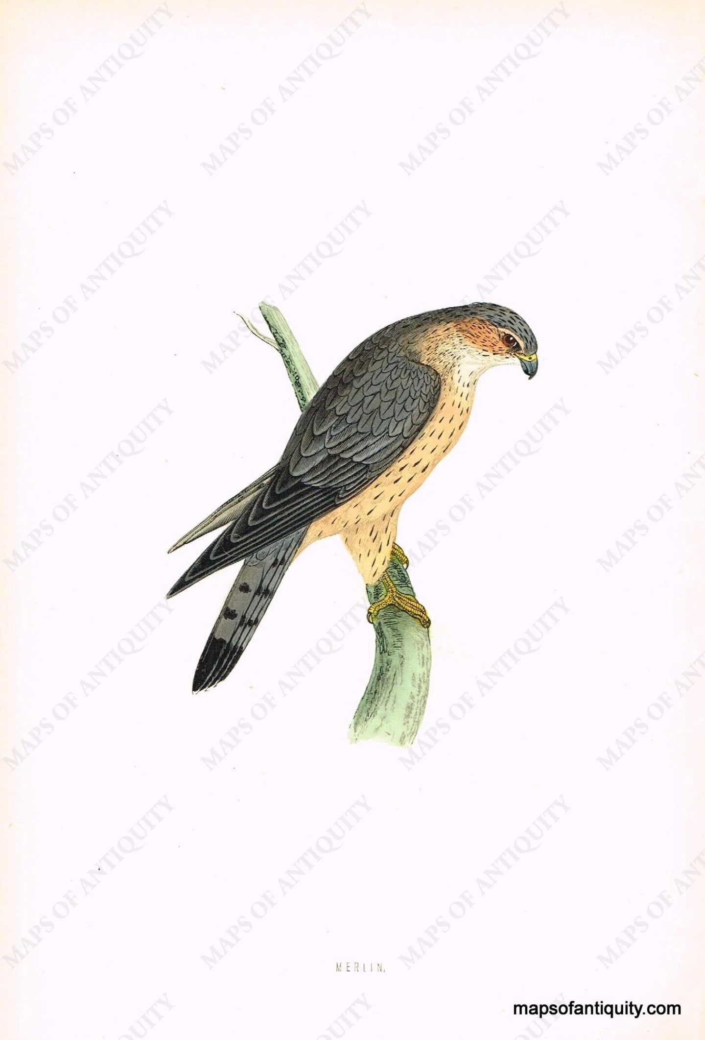 Antique-Hand-Colored-Engraved-Illustration-Merlin-Morris-bird--Natural-History-Birds-1851-Morris-Maps-Of-Antiquity