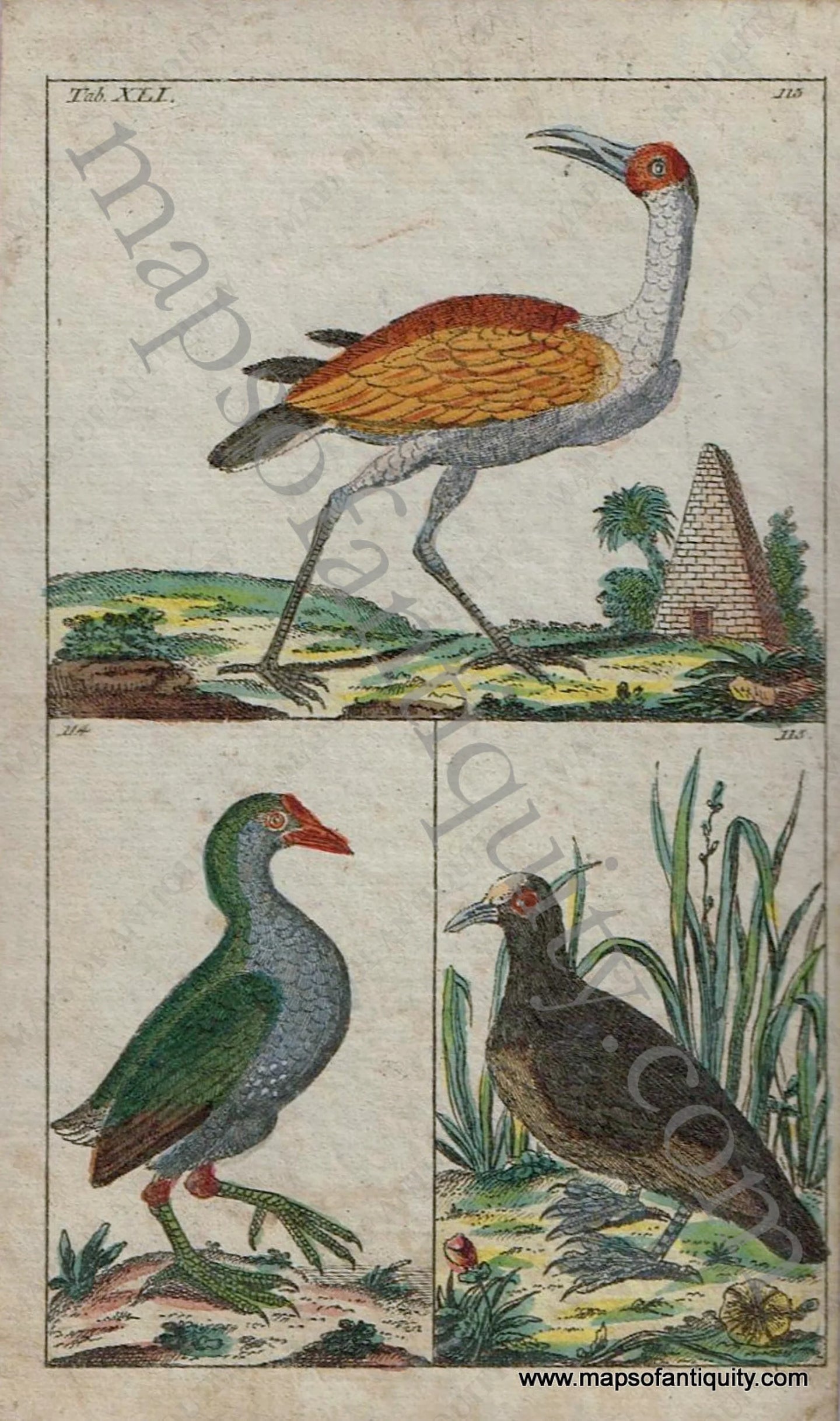 Antique-Hand-Colored-Engraved-Illustration-Antique-Bird-Print-1799-Wilhelm-1700s-18th-century-Maps-of-Antiquity