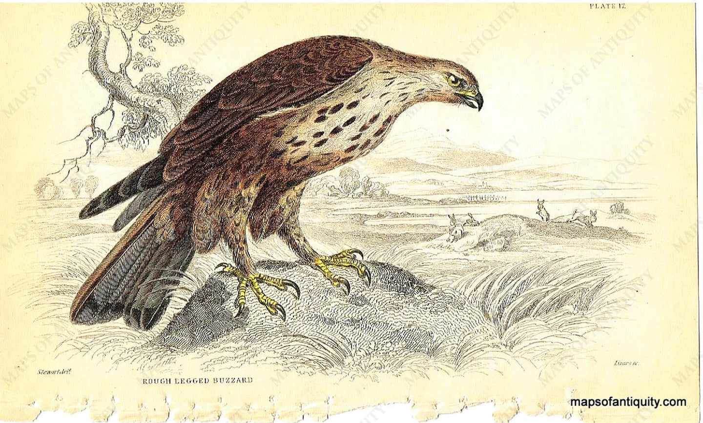 '-Rough-Legged-Buzzard-Pl.-17-Natural-History-Birds-1834-Jardine-Maps-Of-Antiquity