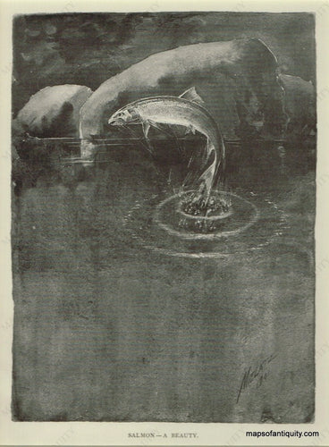 Salmon-A-Beauty-Antique-Print-Prints-Fish-Fishing-Maps-of-Antiquity