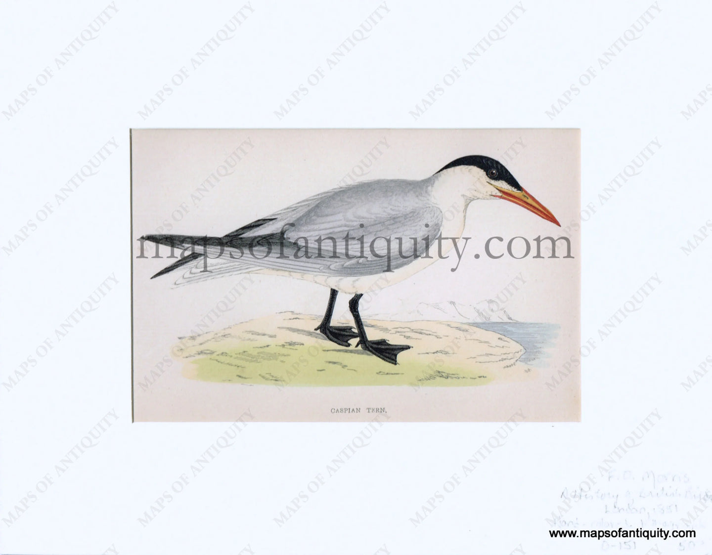 Lithograph-Caspian-Tern-Birds--1851-1857-Morris-Maps-Of-Antiquity