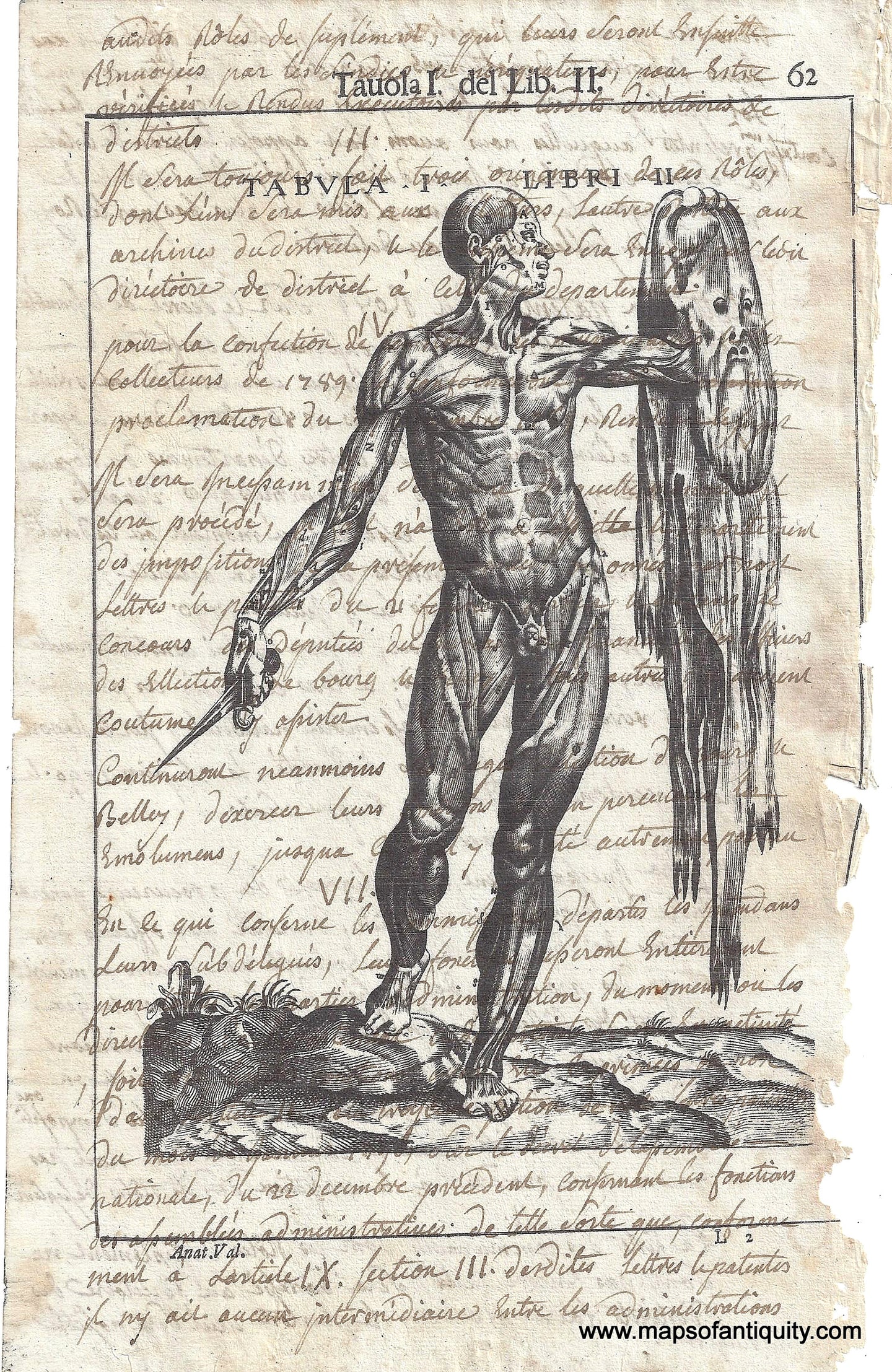 Digitally-Engraved-Specialty-Reproduction-Tauola-I.-del-Lib.-II-(Reproduction-on-Antique-Paper)-Digitally-Engraved-Specialty-Print-on-antique-paper-Reproduction-musculature-skin-human-body-science-creepy-Halloween-Tauola-I-del-Lib-II-Reproduction-on-Antique-Paper-Maps-Of-Antiquity