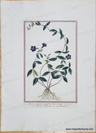 Genuine-Antique-Print-Vinca-or-Periwinkle---Pervinca-vulgaris-angustifolia-flore-coeruleo--1775-circa-Bouchard-Maps-Of-Antiquity