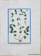 Genuine-Antique-Print-Variegated-Periwinkle-or-Vinca---Pervinca-angustifolia-variegata-1775-circa-Bouchard-Maps-Of-Antiquity