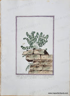 Illustration of a plant on a stone wall with original hand-coloring.