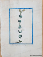 Genuine-Antique-Print-Centaury---Centaurium-luteum-minus-perfoliatum-1775-circa-Bouchard-Maps-Of-Antiquity