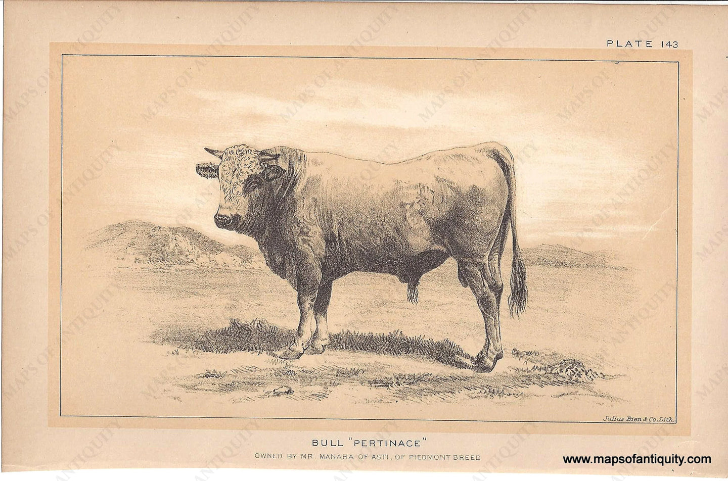 Genuine-Antique-Print-Bull--Pertinace--1888-Julius-Bien-Co-Maps-Of-Antiquity