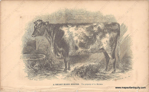 Genuine-Antique-Print-A-Short-Horn-Heifer-c--1840-Field-Maps-Of-Antiquity