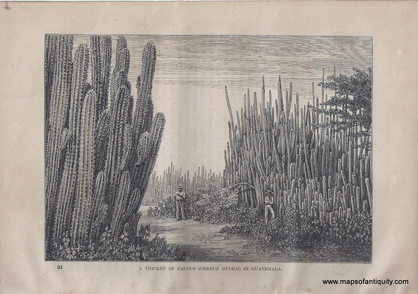 Genuine-Antique-Print-A-Thicket-of-Cactus-Cereus-Dyckii-in-Guatemala-1881-Robert-Brown-Maps-Of-Antiquity