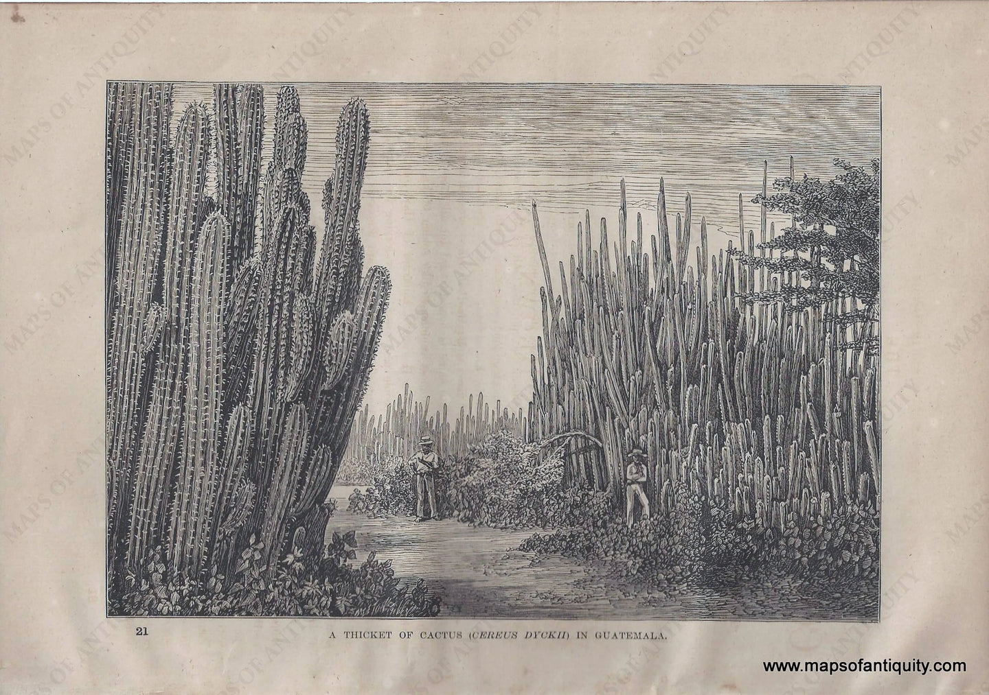 Genuine-Antique-Print-A-Thicket-of-Cactus-Cereus-Dyckii-in-Guatemala-1881-Robert-Brown-Maps-Of-Antiquity