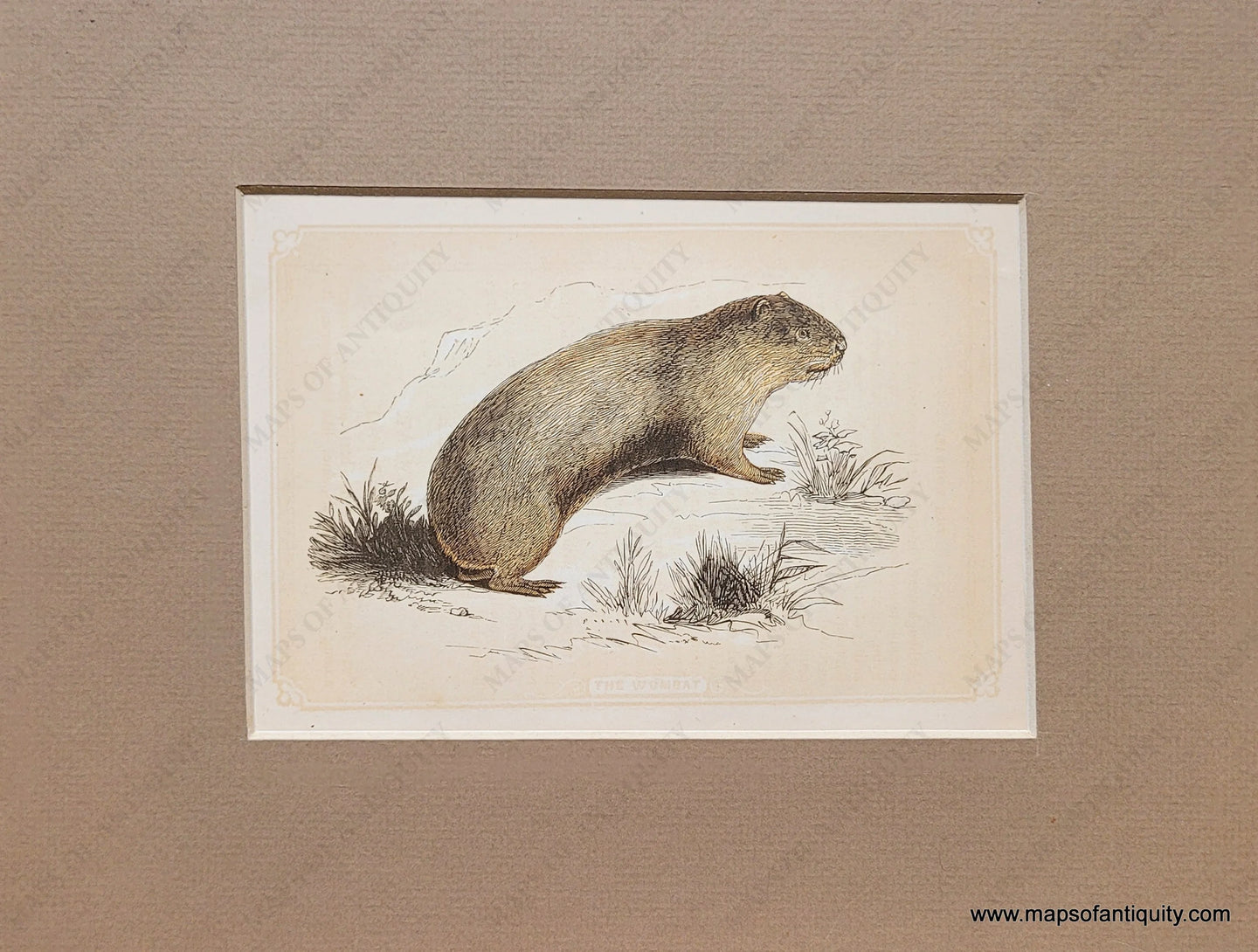 Genuine-Antique-Print-The-Wombat-1850-Tallis-Maps-Of-Antiquity