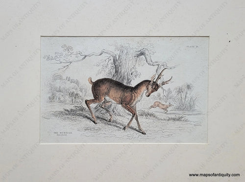 Genuine-Antique-Print-The-Muntjak-Deer-Muntjac-deer-1834-Jardine-Maps-Of-Antiquity