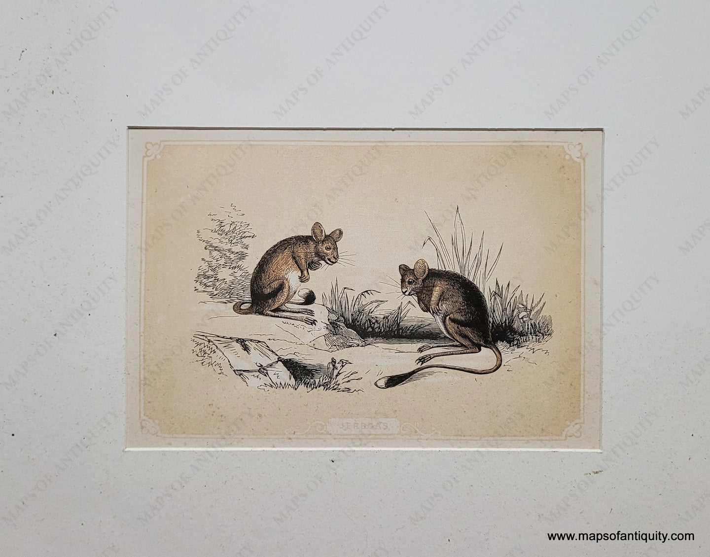 Genuine-Antique-Print-Jerboas-1850-Tallis-Maps-Of-Antiquity