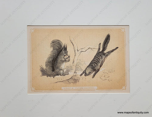 Genuine-Antique-Print-Grey-Flying-Squirrels-1850-Tallis-Maps-Of-Antiquity