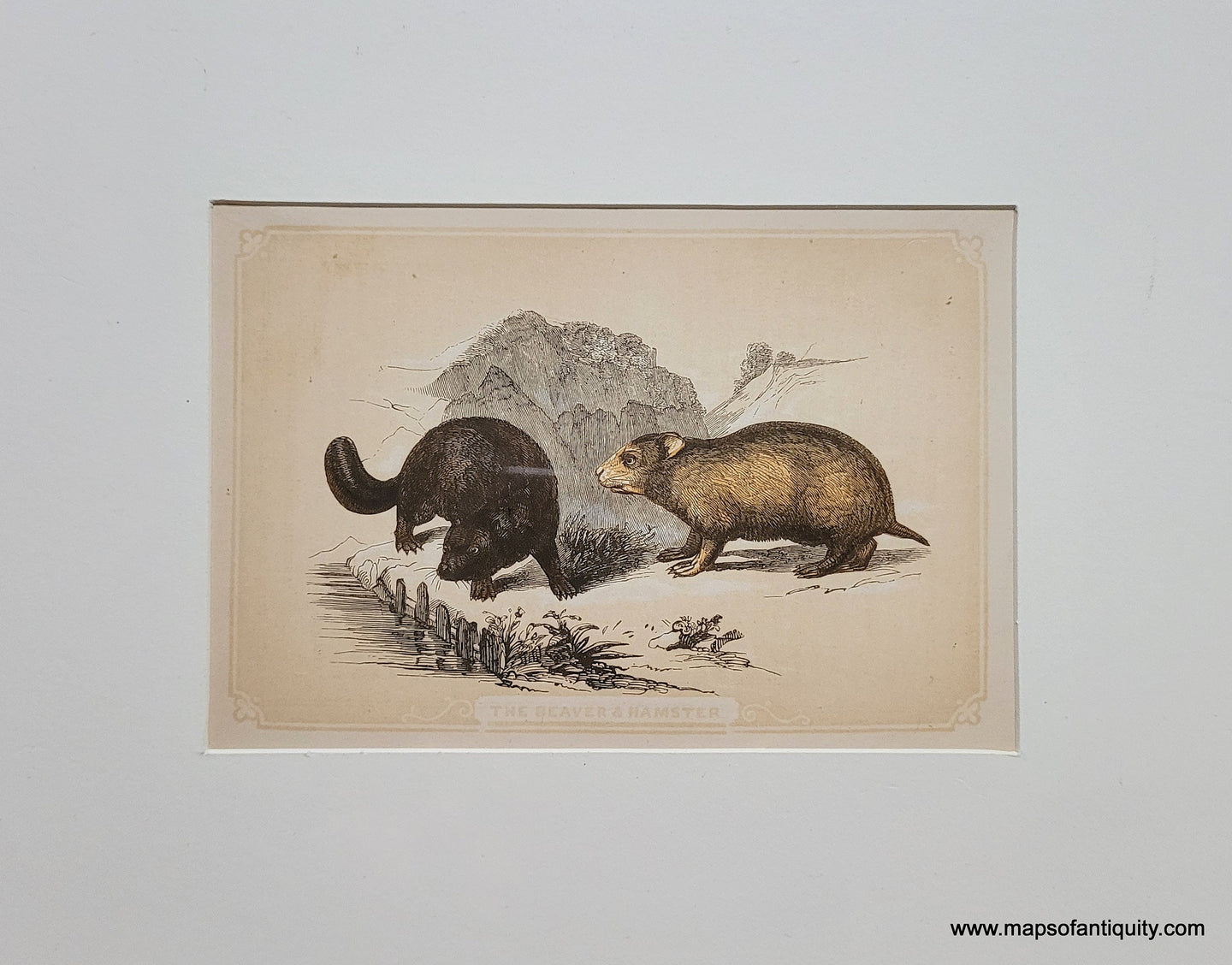 Genuine-Antique-Print-The-Beaver-Hamster-1850-Tallis-Maps-Of-Antiquity