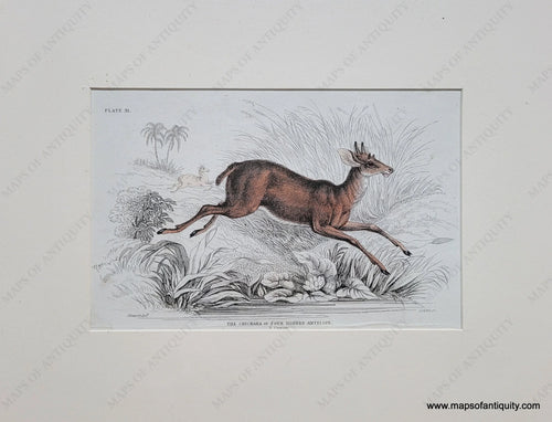 Genuine-Antique-Print-The-Chickara-or-Four-Horned-Antelope-1834-Jardine-Maps-Of-Antiquity