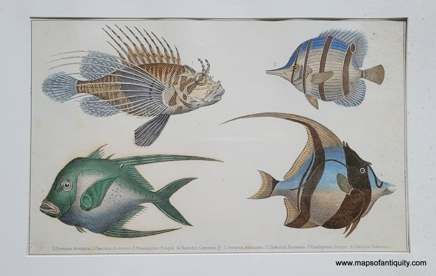 Genuine-Antique-Print-Exotic-Fish-1850-Fullarton-Maps-Of-Antiquity