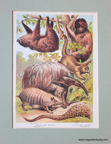 Genuine-Antique-Print-Sloths-Ant-eaters-Armadillo-Pangolin-1880-Tallis-Maps-Of-Antiquity