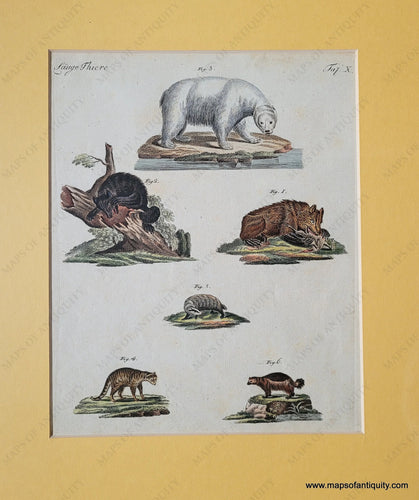 Genuine-Antique-Print-Bears-and-other-omnivorous-animals-1800-Bertuch-Maps-Of-Antiquity