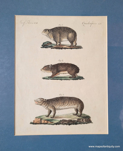 Genuine-Antique-Print-Hyrax-1800-Bertuch-Maps-Of-Antiquity