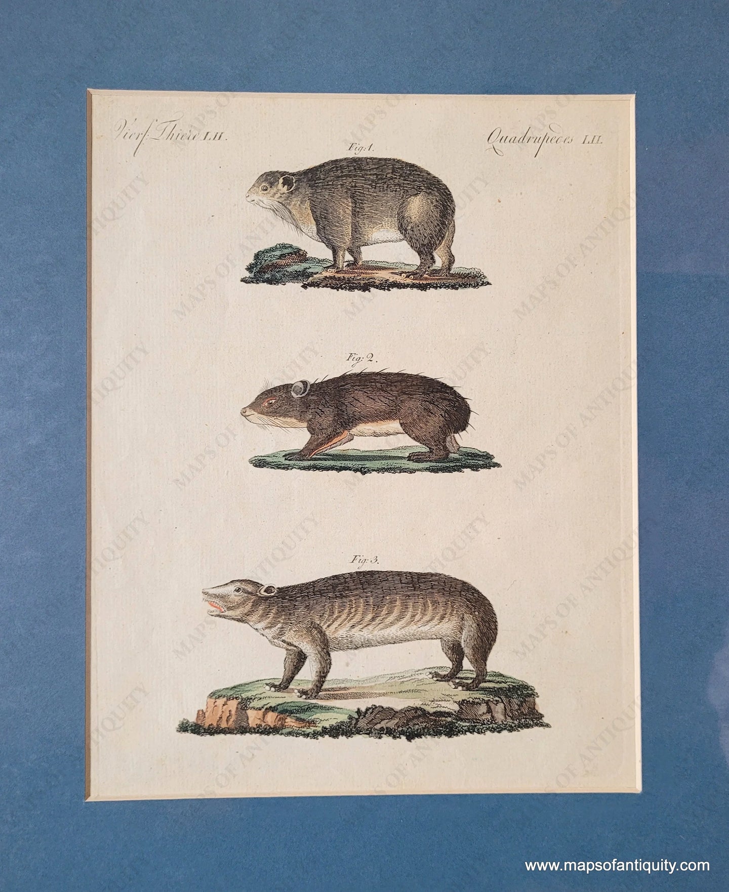 Genuine-Antique-Print-Hyrax-1800-Bertuch-Maps-Of-Antiquity