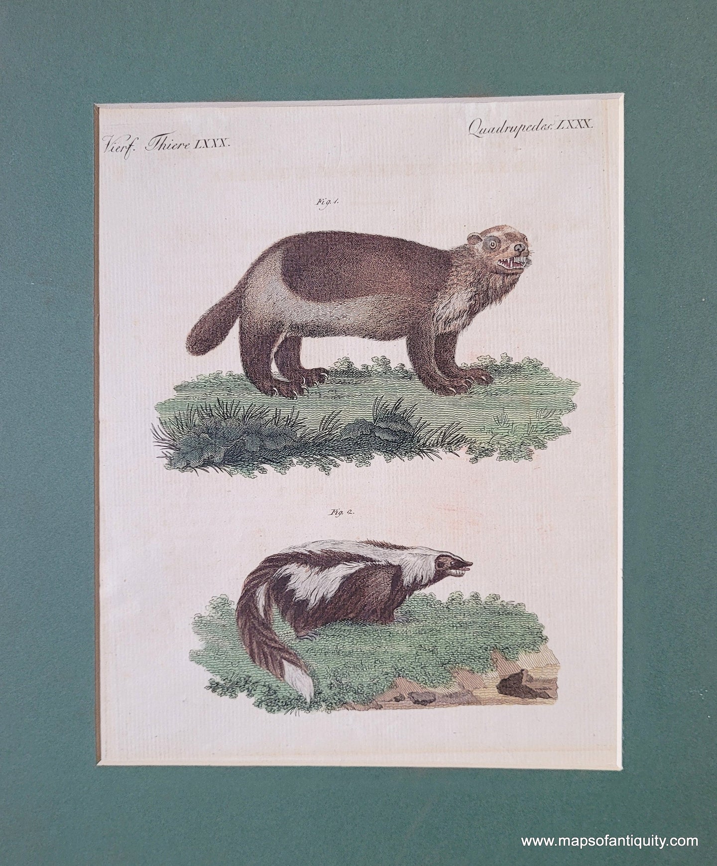 Genuine-Antique-Print-Wolverine-and-skunk-1800-Bertuch-Maps-Of-Antiquity