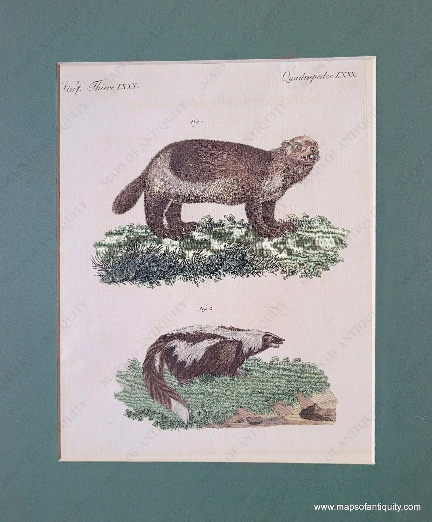 Genuine-Antique-Print-Wolverine-and-skunk-1800-Bertuch-Maps-Of-Antiquity