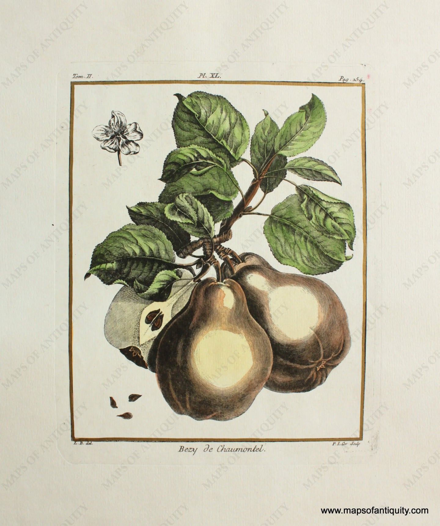 High-quality-Reproduction-Bezy-de-Chaumontel-(Pear)---Reproduction-**UNAVAILABLE**-Reproductions---Reproduction-Maps-Of-Antiquity