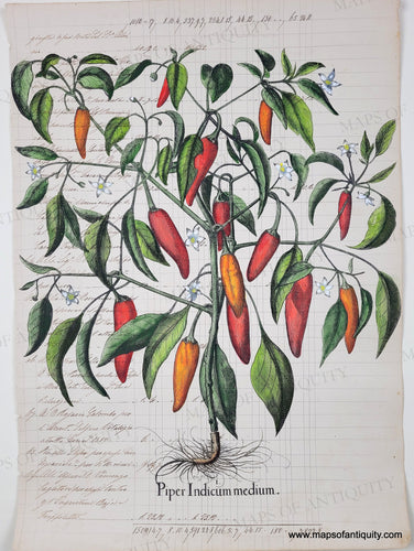 Botanical illustration of a pepper plant with red and green peppers on antique paper with handwriting in ink. High-quality-Reproduction-Piper-Indicum-medium---Reproduction-Reproductions---Reproduction-Maps-Of-Antiquity