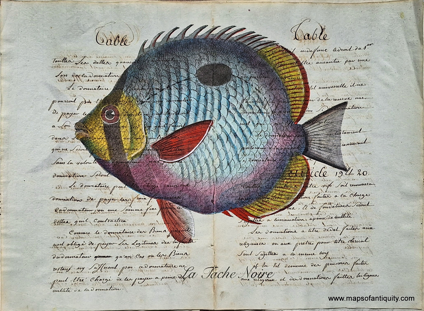 Colorful engraving of a fish with a black spot on its side and a black stripe near its eye. Yellow, red, blue, and purple-pink. Digitally-Engraved-Specialty-Reproduction-La-Tache-Noire-(Reproduction-on-Antique-Paper)-Digitally-Engraved-Specialty-Reproduction---Reproduction-Maps-Of-Antiquity