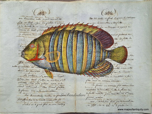 Digitally-Engraved-Specialty-Reproduction-colorful-tropical-fish-La-bandouliere-(Reproduction)-Reproductions---Reproduction-Maps-Of-Antiquity