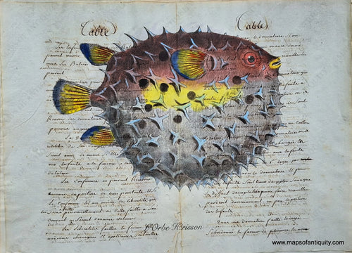 Colorful red, yellow, blue Digitally-Engraved-Specialty-Reproductions-Print-Prints-Antique-Ledger-Paper-L'Orbe-Herisson-Puffer-Fish-Fishing-Maps-of-Antiquity